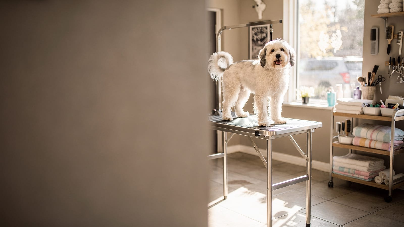A freshly bathed dog standing on the grooming table in the sunlit Loving Paws studio